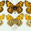 melitaea abbas